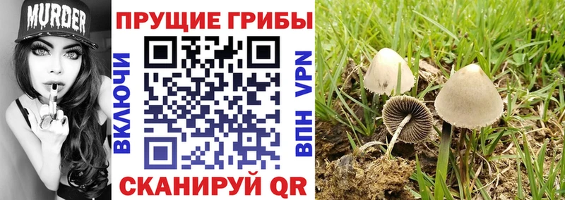 Галлюциногенные грибы мицелий  Купить где  Нязепетровск 